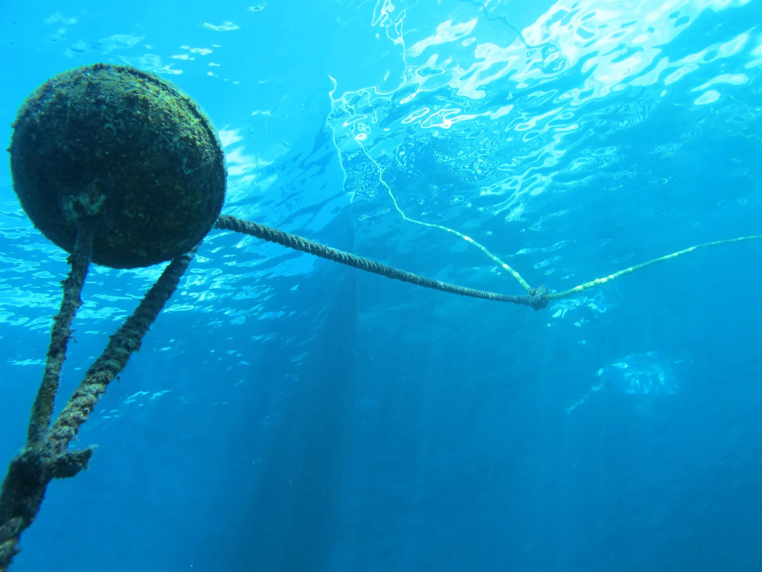 Featured image for “Protecting Hawaiʻi’s Reefs: The Day-Use Mooring Program 🌊”